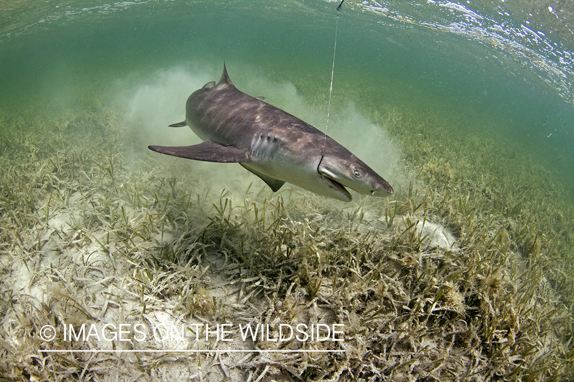 Lemon Shark on line in shallow waters. 