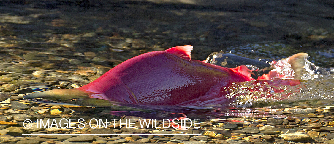 Sockeye Salmon. 