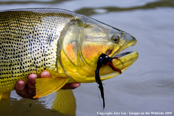 Flyfisherman holding a Golden Dorado