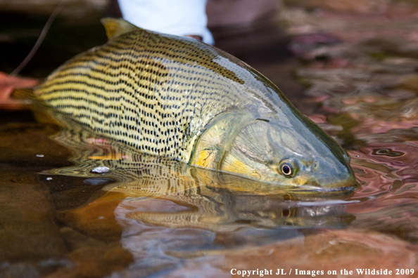 Golden Dorado fish species