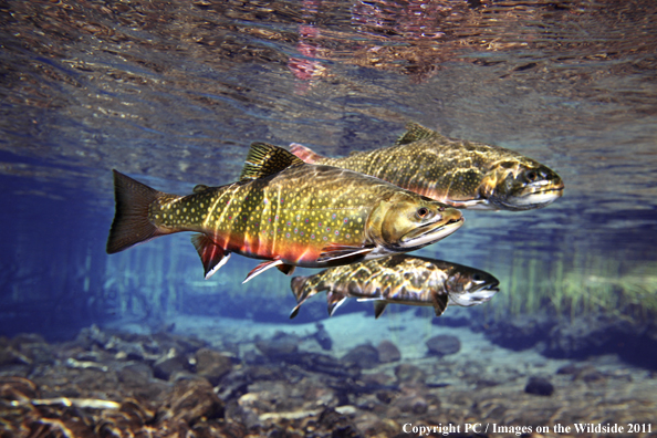 Brook trout, Williamson River, OR. 