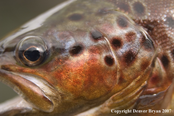 Close-up of Laguna brown trout.