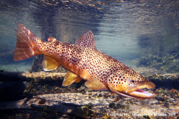 Brown Trout