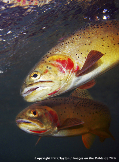 Cutthroat Trout