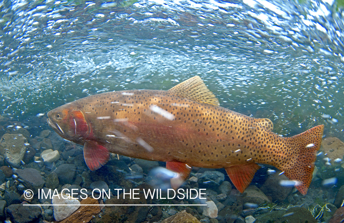 Cutthroat in water. 