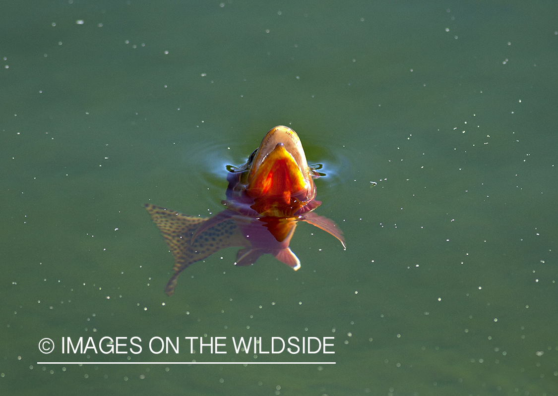 Golden trout surfacing.