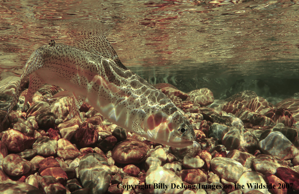 Underwater rainbow trout 