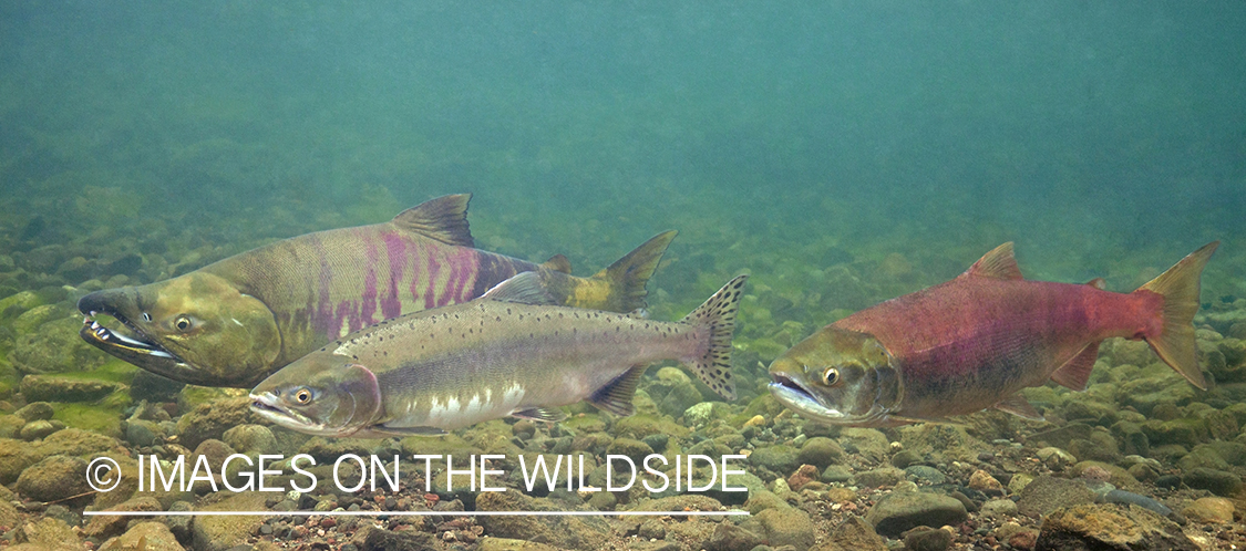 Chum, Pink and Sockeye Salmon.