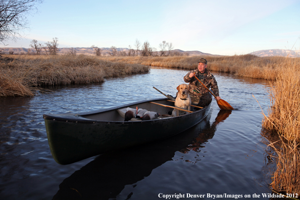 Duck hunter and yellow labrador retriever in canoe. 