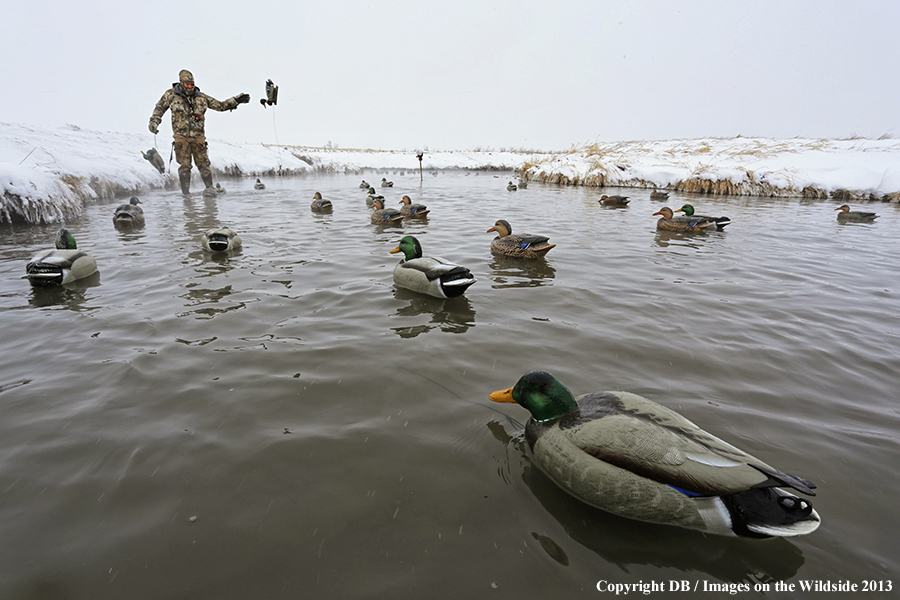 Waterfowl hunter setting decoys.