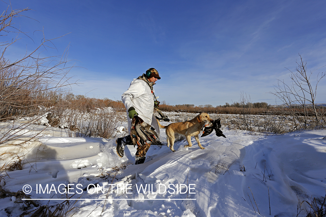 Waterfowl hunter and yellow labrador with bagged mallards in field.