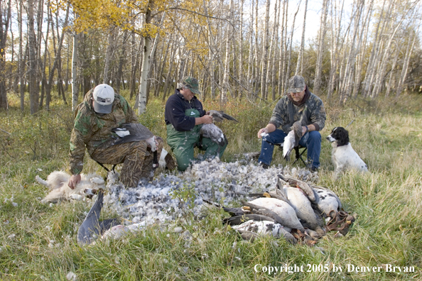 Goose hunters cleaning geese with springer spaniels.