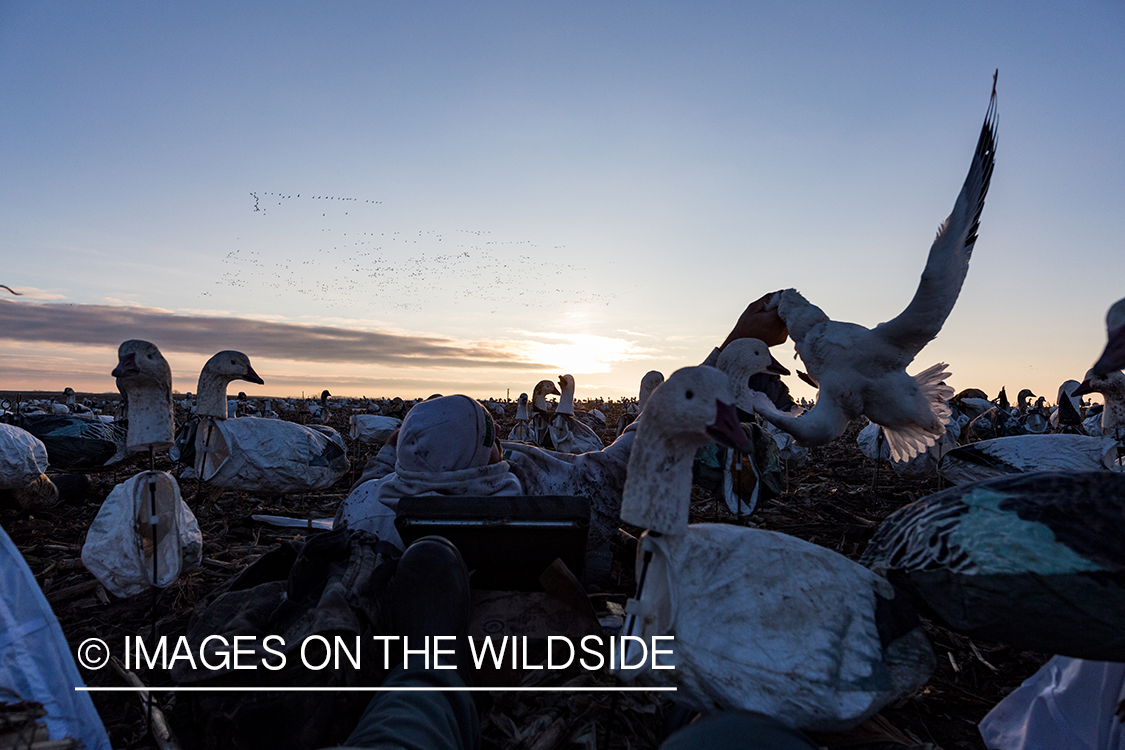 Hunter in field with newly bagged geese.