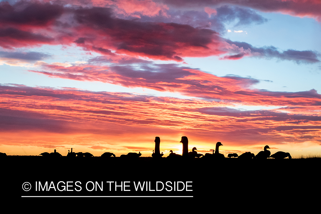 Hunters setting up goose decoys at dawn.