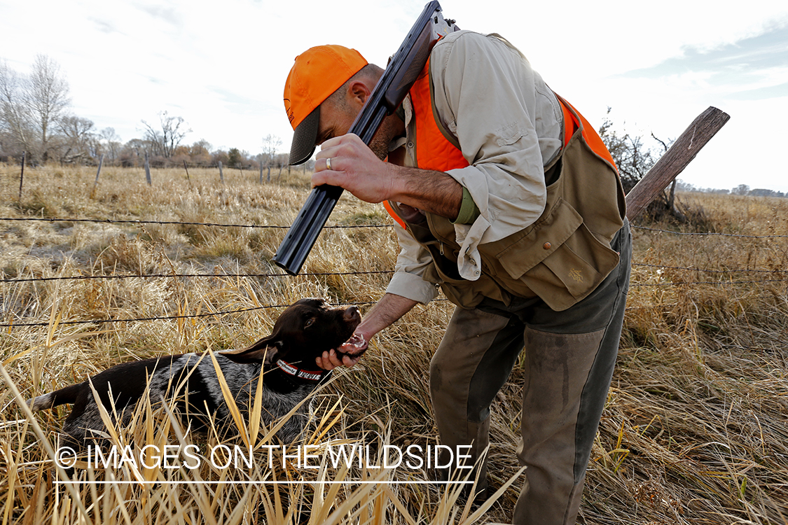 Upland game bird hunter in field with Griffon Pointer.