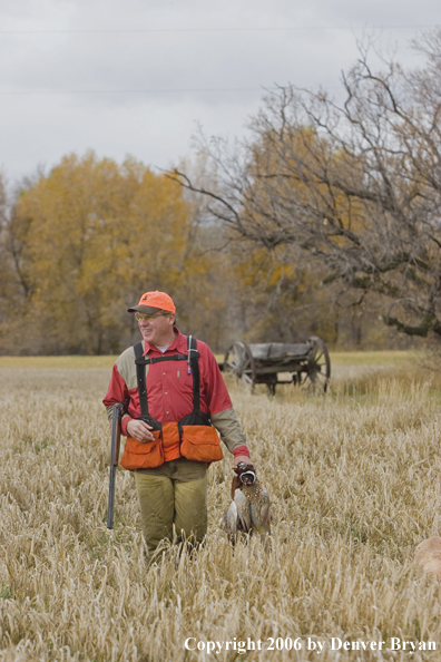 Upland hunter in field with bagged ring-necked pheasant.