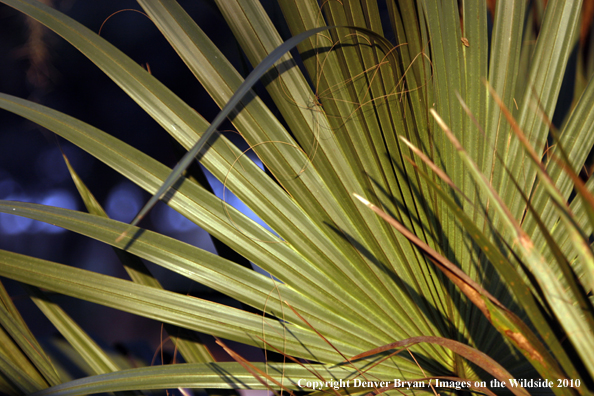 Florida Quail Hunting Foliage