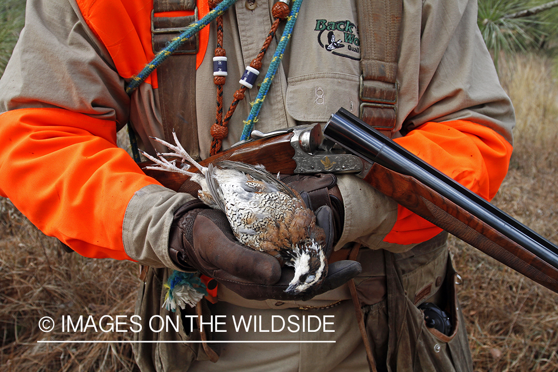 Bobwhite quail hunter with bagged bobwhite quail.