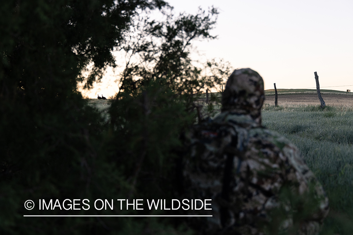 Turkey hunter waiting for turkey.