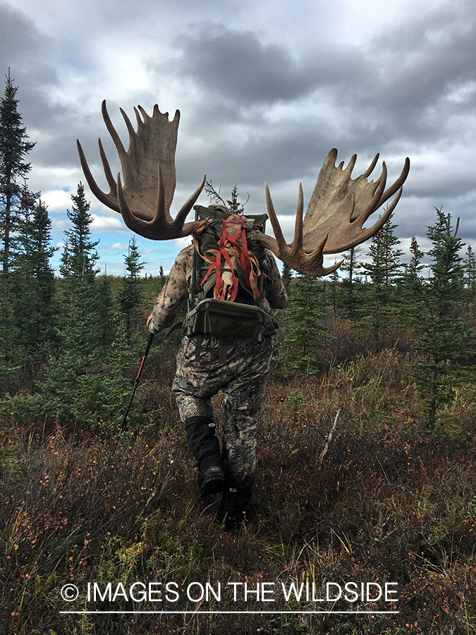 Hunters packing out Alaskan moose.