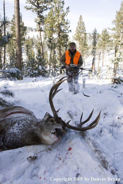 Mule deer hunter walking towards downed buck.