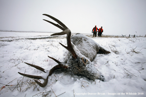 Father and son walking up on son's downed white-tail buck 