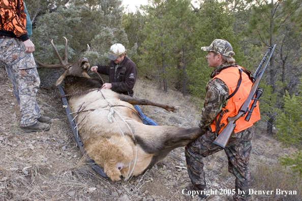  Elk hunters dragging bagged elk through woods.