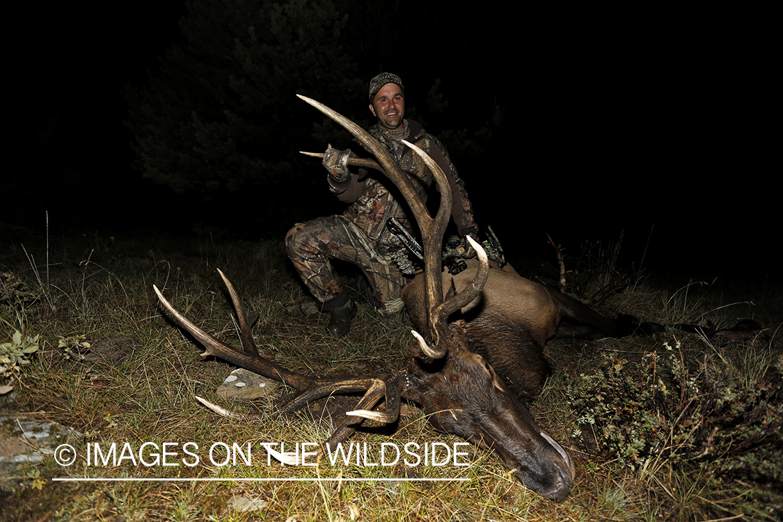 Hunter with down bull elk. 