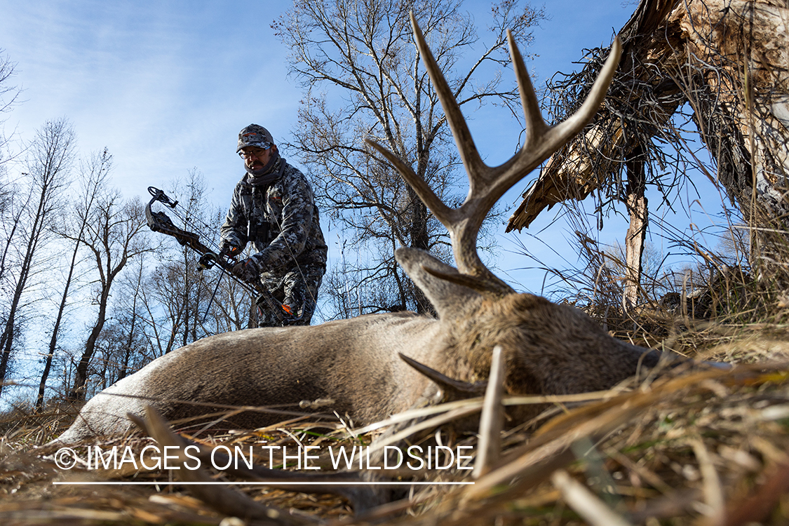 Bow hunter approaching downed white-tailed deer.