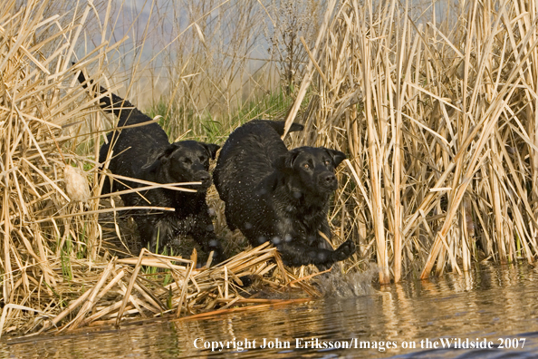 Black Labrador Retrievers