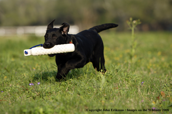 Black Labrador Retriever in field