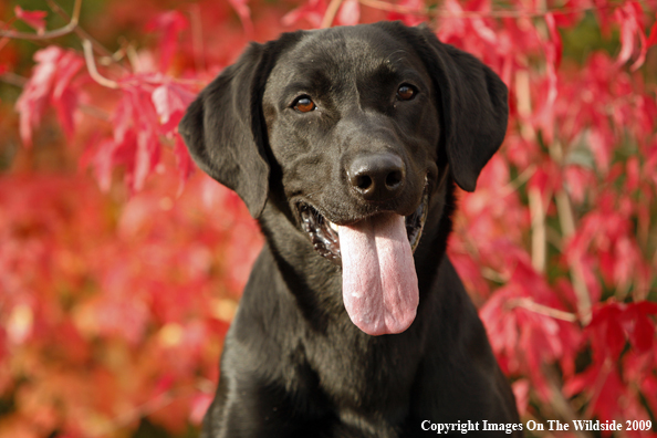 Black Labrador Retriever