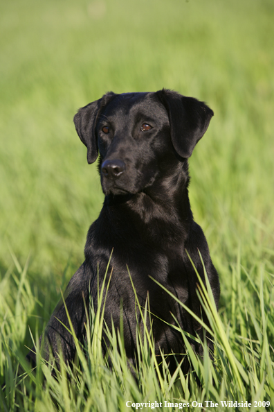 Black Labrador Retriever in field