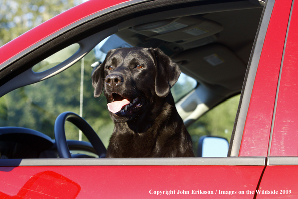 Black Labrador Retriever in truck