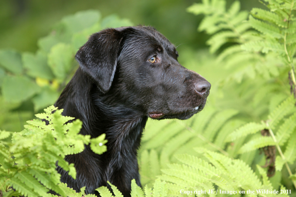 Black Labrador Retriever.