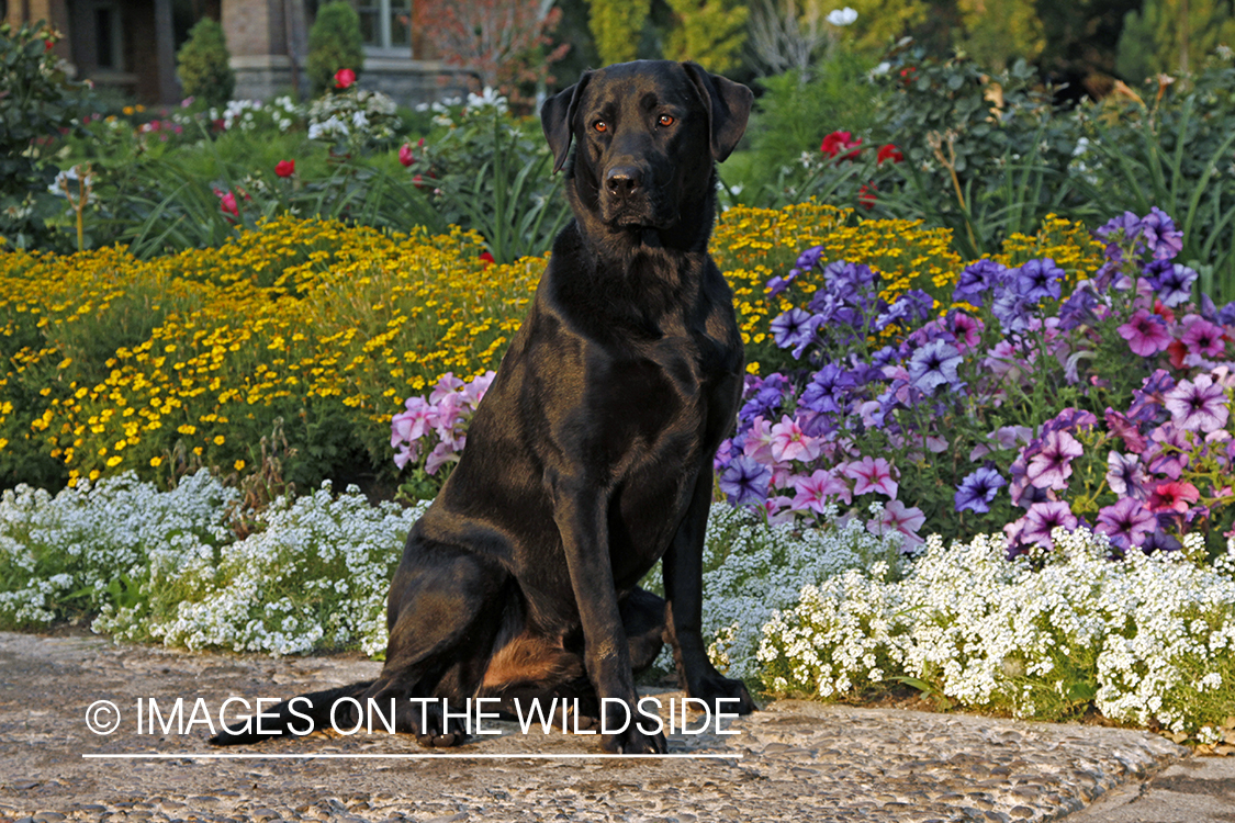 Black Labrador Retriever