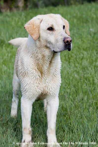 Yellow Labrador Retriever.