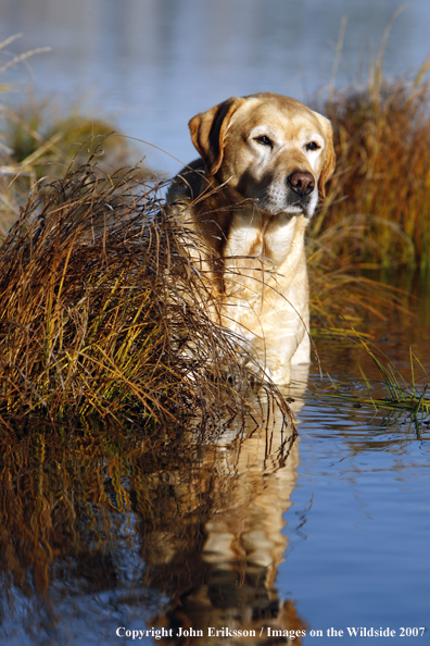 Yellow Labrador Retriever in field