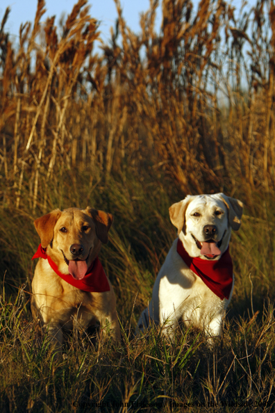 Yellow Labrador Retrievers in field