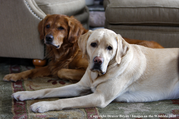 Yellow Labrador Retriever with Golden Retriever in background