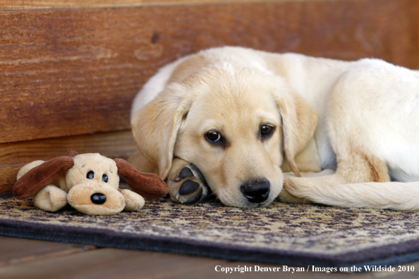 Yellow Labrador Retriever Puppy with toy