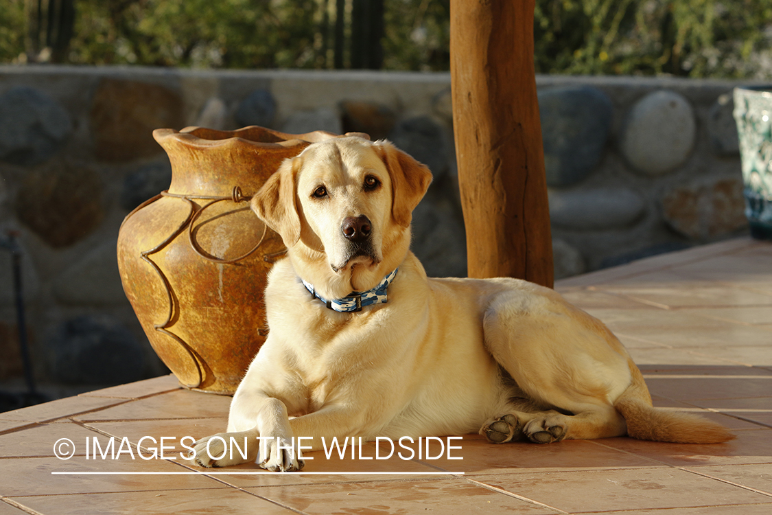 Yellow lab on deck.