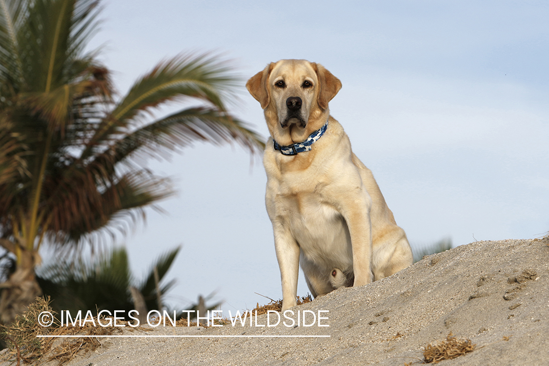 Yellow lab sitting on sand looking out.