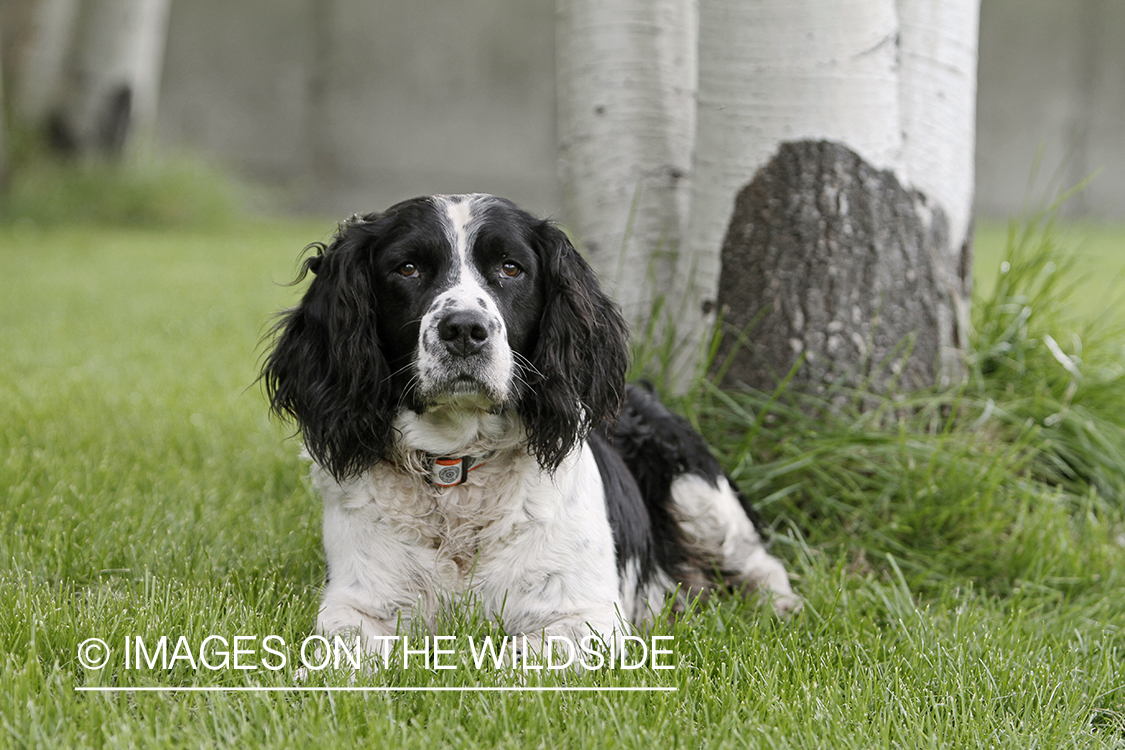 English Springer Spaniel