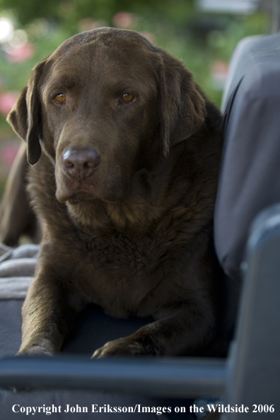 Chocolate Labrador Retriever