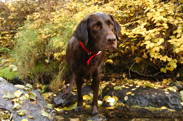 Chocolate Labrador Retriever 