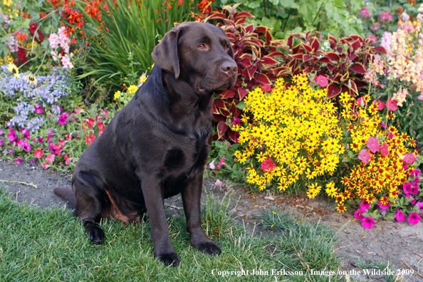 Chocolate Labrador Retriever 