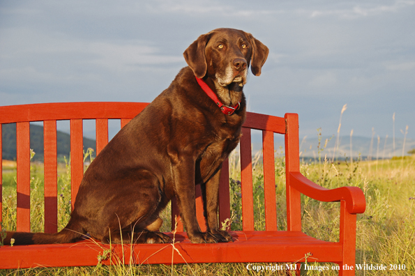 Chocolate Labrador Retriever