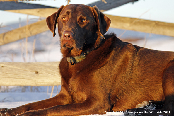 Chocolate Labrador Retriever