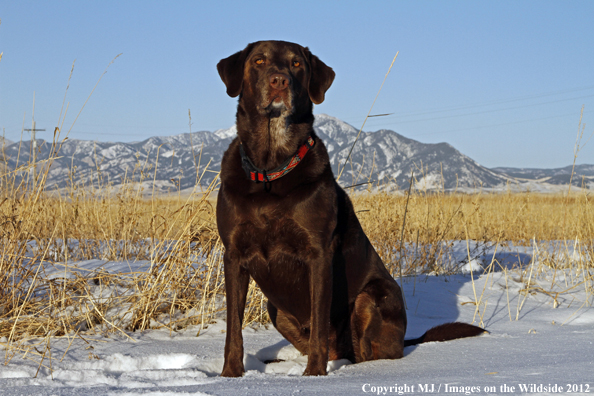 Chocolate Labrador Retriever in winter. 